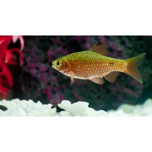 БАРБУС ЗОЛОТИСТЫЙ