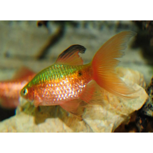 БАРБУС ЗОЛОТИСТЫЙ