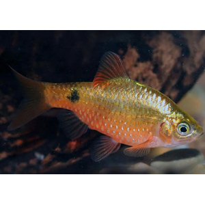 БАРБУС ЗОЛОТИСТЫЙ
