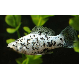 МОЛЛИНЕЗИЯ МРАМОРНАЯ ДАЛМАТИНЕЦ