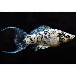 МОЛЛИНЕЗИЯ МРАМОРНАЯ ДАЛМАТИНЕЦ