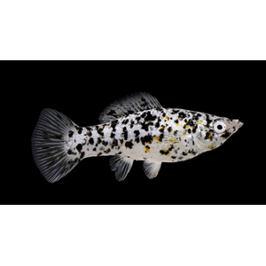 МОЛЛИНЕЗИЯ МРАМОРНАЯ ДАЛМАТИНЕЦ