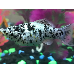 МОЛЛИНЕЗИЯ МРАМОРНАЯ ДАЛМАТИНЕЦ