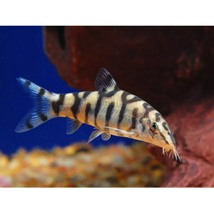 Боция мраморная (Botia lohachata) — аквариумная рыбка из семейства вьюновых. Также известна как боция лохаката, боция йо-йо.