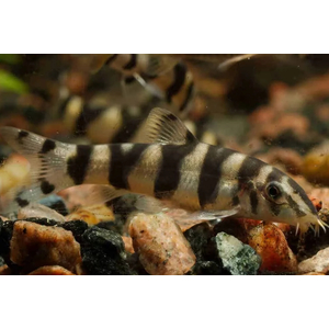 Боция мраморная (Botia lohachata) — аквариумная рыбка из семейства вьюновых. Также известна как боция лохаката, боция йо-йо.