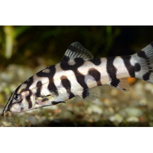 Боция мраморная (Botia lohachata) — аквариумная рыбка из семейства вьюновых. Также известна как боция лохаката, боция йо-йо.