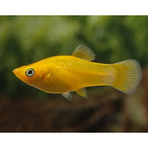 МОЛЛИНЕЗИЯ ЖЕЛТАЯ