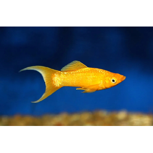 МОЛЛИНЕЗИЯ ЖЕЛТАЯ