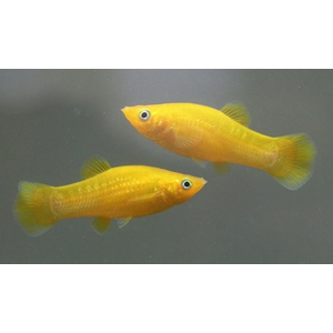 МОЛЛИНЕЗИЯ ЖЕЛТАЯ