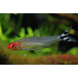 ТЕТРА РОДОСТОМУС