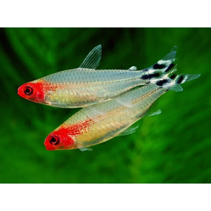 ТЕТРА РОДОСТОМУС