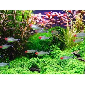 ТЕТРА РОДОСТОМУС