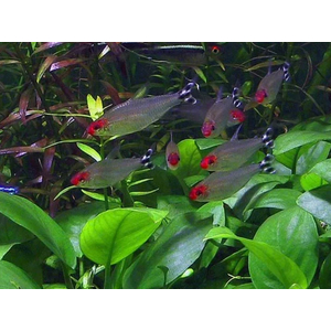 ТЕТРА РОДОСТОМУС