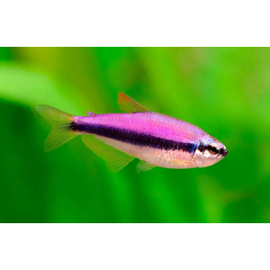 НЕОН ФИОЛЕТОВЫЙ, ТЕТРА КЕРРИ - Inpaichthys kerri