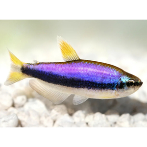 НЕОН ФИОЛЕТОВЫЙ, ТЕТРА КЕРРИ - Inpaichthys kerri
