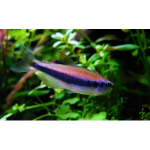 НЕОН ФИОЛЕТОВЫЙ, ТЕТРА КЕРРИ - Inpaichthys kerri
