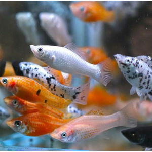 МОЛЛИНЕЗИЯ АССОРТИ