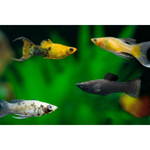 МОЛЛИНЕЗИЯ АССОРТИ