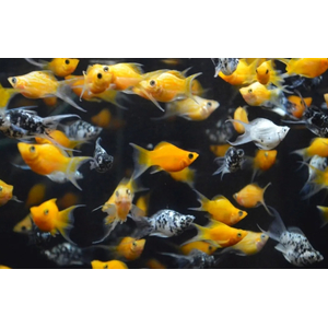 МОЛЛИНЕЗИЯ АССОРТИ 
МОЛЛИНЕЗИЯ АССОРТИ