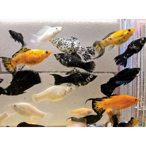 МОЛЛИНЕЗИЯ АССОРТИ