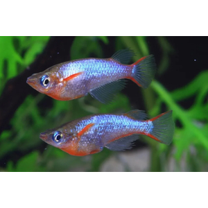 РИСОВАЯ РЫБКА ОРИЗИАС - Oryzias woworae