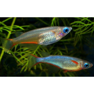 РИСОВАЯ РЫБКА ОРИЗИАС - Oryzias woworae