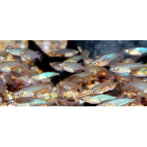 РИСОВАЯ РЫБКА ОРИЗИАС - Oryzias woworae