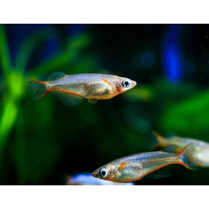 РИСОВАЯ РЫБКА ОРИЗИАС - Oryzias woworae