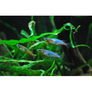 РИСОВАЯ РЫБКА ОРИЗИАС - Oryzias woworae