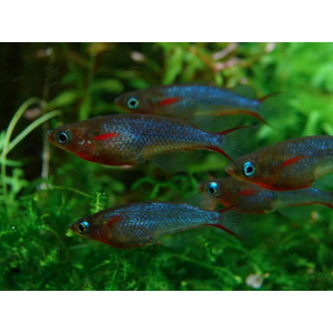 РИСОВАЯ РЫБКА ОРИЗИАС - Oryzias woworaeРИСОВАЯ РЫБКА ОРИЗИАС - Oryzias woworae