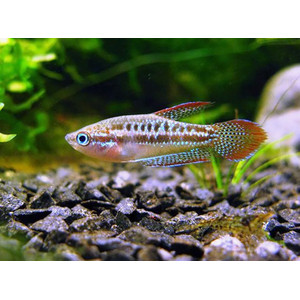 Trichopsis pumila — научное название карликового гурами (пумилы) — вида лабиринтовых рыб из семейства макроподовых.