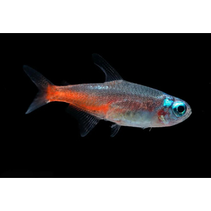 НЕОН БРИЛЛИАНТОВЫЙ "БЕЛЫЙ АЛМАЗ"