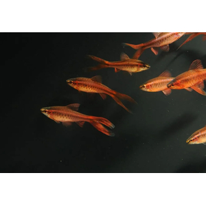 БАРБУС ВИШНЕВЫЙ ВУАЛЕВЫЙ