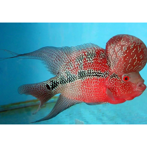 ФЛОВЕР ХОРН КРАСНЫЙ ДРАКОН - Flower Horn