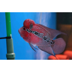 ФЛОВЕР ХОРН КРАСНЫЙ ДРАКОН - Flower Horn