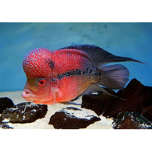 ФЛОВЕР ХОРН КРАСНЫЙ ДРАКОН - Flower Horn