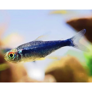 НЕОН ЧЕРНЫЙ АЛМАЗ - Neon black diamond