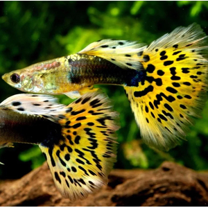 ГУППИ ЛЕОПАРД