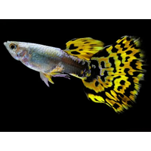 ГУППИ ЛЕОПАРД