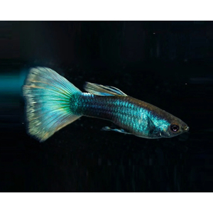 ГУППИ СИНИЙ НЕОН