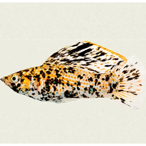 МОЛЛИНЕЗИЯ ЛЕОПАРДОВАЯ