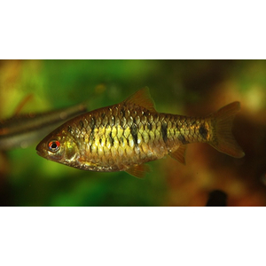 Зелёный барбус (лат. Barbodes semifasciolatus) — субтропическая пресноводная рыба семейства карповых, селекционная форма барбуса суматранского, специально адаптированная к аквариумной жизни.