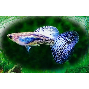 ГУППИ СИНЯЯ ТРАВА