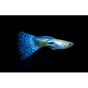 ГУППИ СИНЯЯ ТРАВА