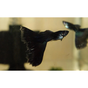 ГУППИ ЧЕРНЫЙ МОНАХ