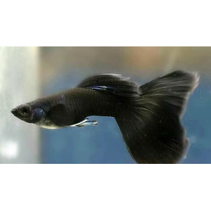 ГУППИ ЧЕРНЫЙ МОНАХ