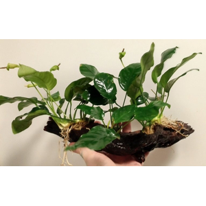 Растение на коряге АНУБИАС БАРТЕРА (коряга 15-20см)