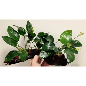 Растение на коряге АНУБИАС БАРТЕРА (коряга 15-20см)