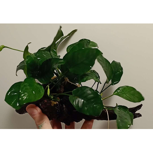 Растение на коряге АНУБИАС БАРТЕРА (коряга 15-20см)