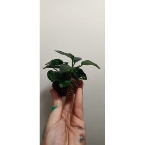 АНУБИАС НА ПИТАТЕЛЬНОЙ КОЧКЕ